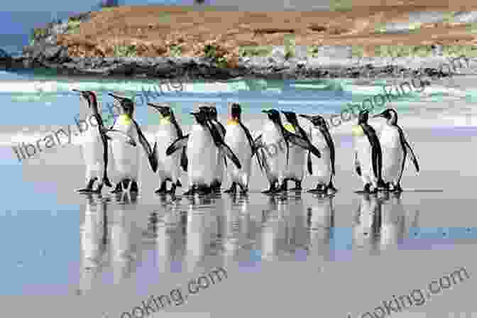 A Colony Of King Penguins On A Beach In The Falkland Islands. An Antarctic Journey: Falkland Islands South Georgia And Antarctic Peninsula In Pictures