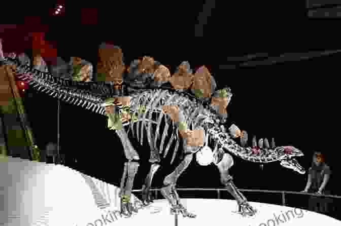 A Complete Skeleton Of A Stegosaurus Dinosaur Definitive Dinosaurs Romella Jones
