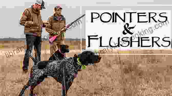 A Flushing Dog In Action Urban Gun Dogs: Training Flushing Dogs For Home And Field