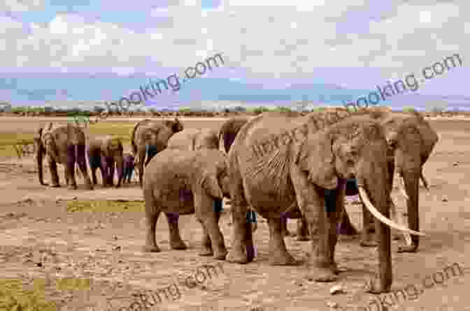 A Group Of Elephants Walking Through The African Bush Battle For The President S Elephants: Life Lunacy And Elation In The African Bush