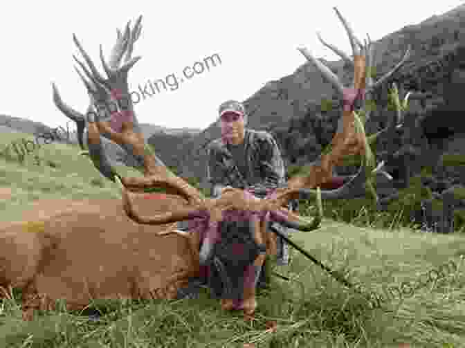 A Majestic Red Stag In The New Zealand Wilderness A Journal Of Deer Hunting In New Zealand