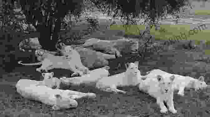 A Pride Of White Lions Basking In The Sun Saving The White Lions: One Woman S Battle For Africa S Most Sacred Animal