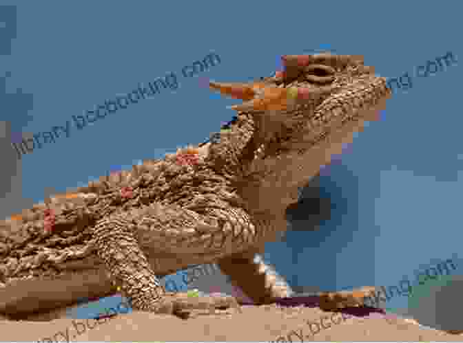 A Veterinarian Examining A Desert Horned Lizard Desert Horned Lizard Care Vivian Alsup