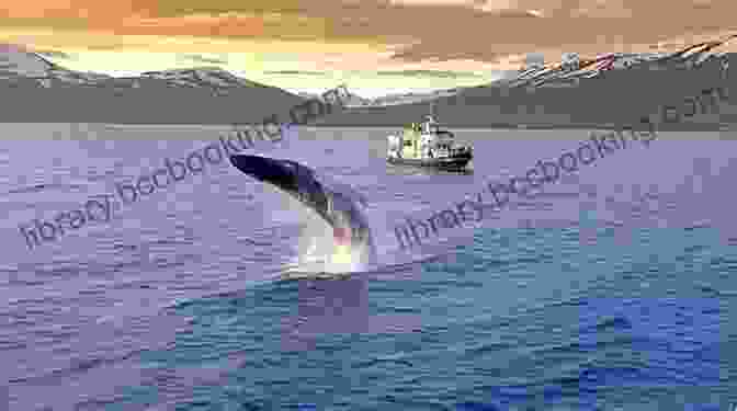 A Whale Watching Tour In Reykjavik, Iceland Reykjavik 2024 Travel Guide : 20 Cool Things To Do During Your Trip To Reykjavik