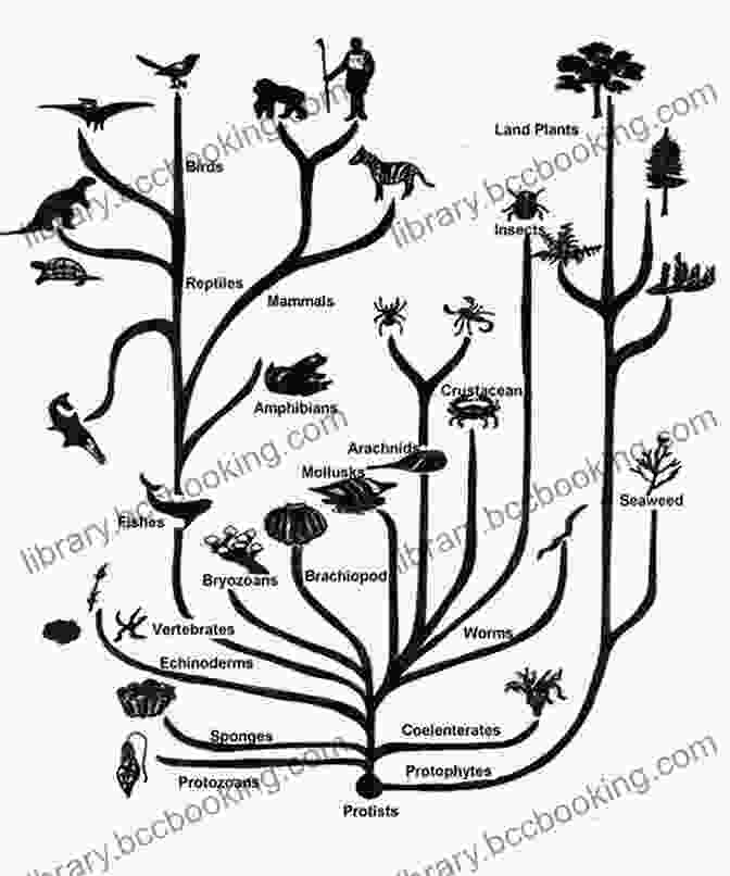 Darwin's Tree Of Life, Illustrating The Concept Of Evolution To Explain The World: The Discovery Of Modern Science
