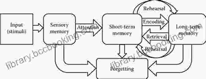 Diagram Illustrating The Process Of Memory Formation And Retrieval Adventures In Memory: The Science And Secrets Of Remembering And Forgetting
