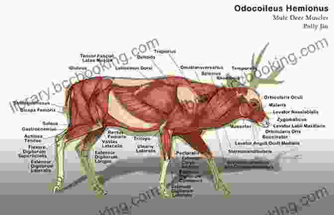 Diagram Of Deer Anatomy The Still Hunter: The Classic Guide To Stealthy Hunting Of Deer How To Track Shoot And Maintain Your Equipment And Hunting Rifle