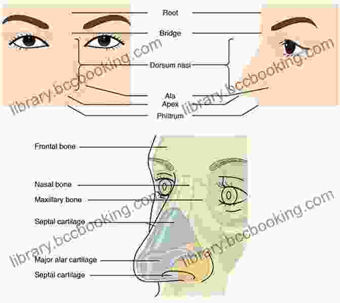 Diagram Of The Nose Anatomy How To Paint A Portrait Part 2: Noses
