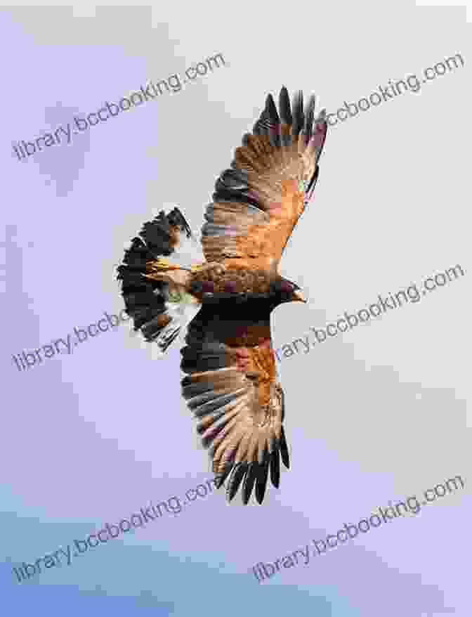 Harris Hawk Soaring Through The Sky Harris S Hawks Nicholas Guenther