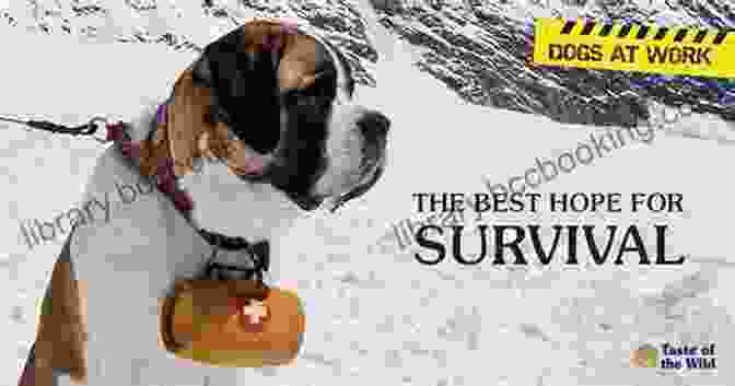 Henry, The Avalanche Rescue Dog, Searching For Survivors After An Avalanche Superpower Dogs: Henry: Avalanche Rescue Dog