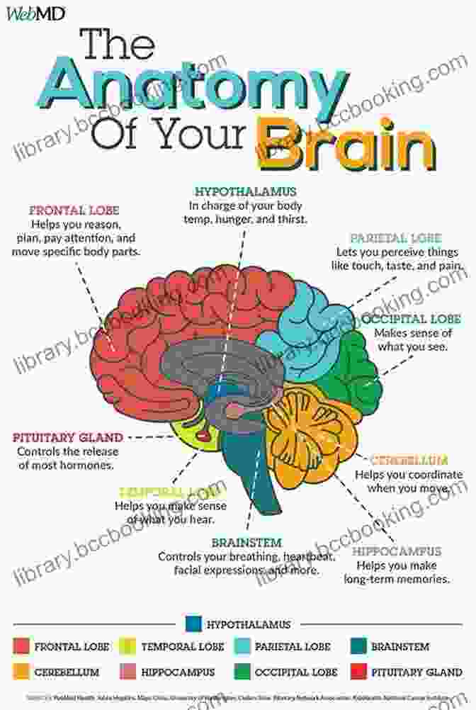 Infographic On The Structure And Function Of The Human Brain The Global Economy As You Ve Never Seen It: 99 Ingenious Infographics That Put It All Together