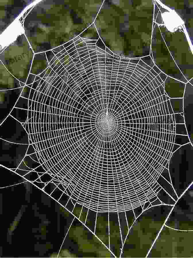 Spider Weaving Its Web Super Spiders (Walk On The Wild Side)