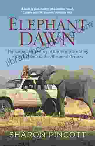 Elephant Dawn Sharon Pincott