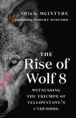 The Rise Of Wolf 8: Witnessing The Triumph Of Yellowstone S Underdog (The Alpha Wolves Of Yellowstone 1)